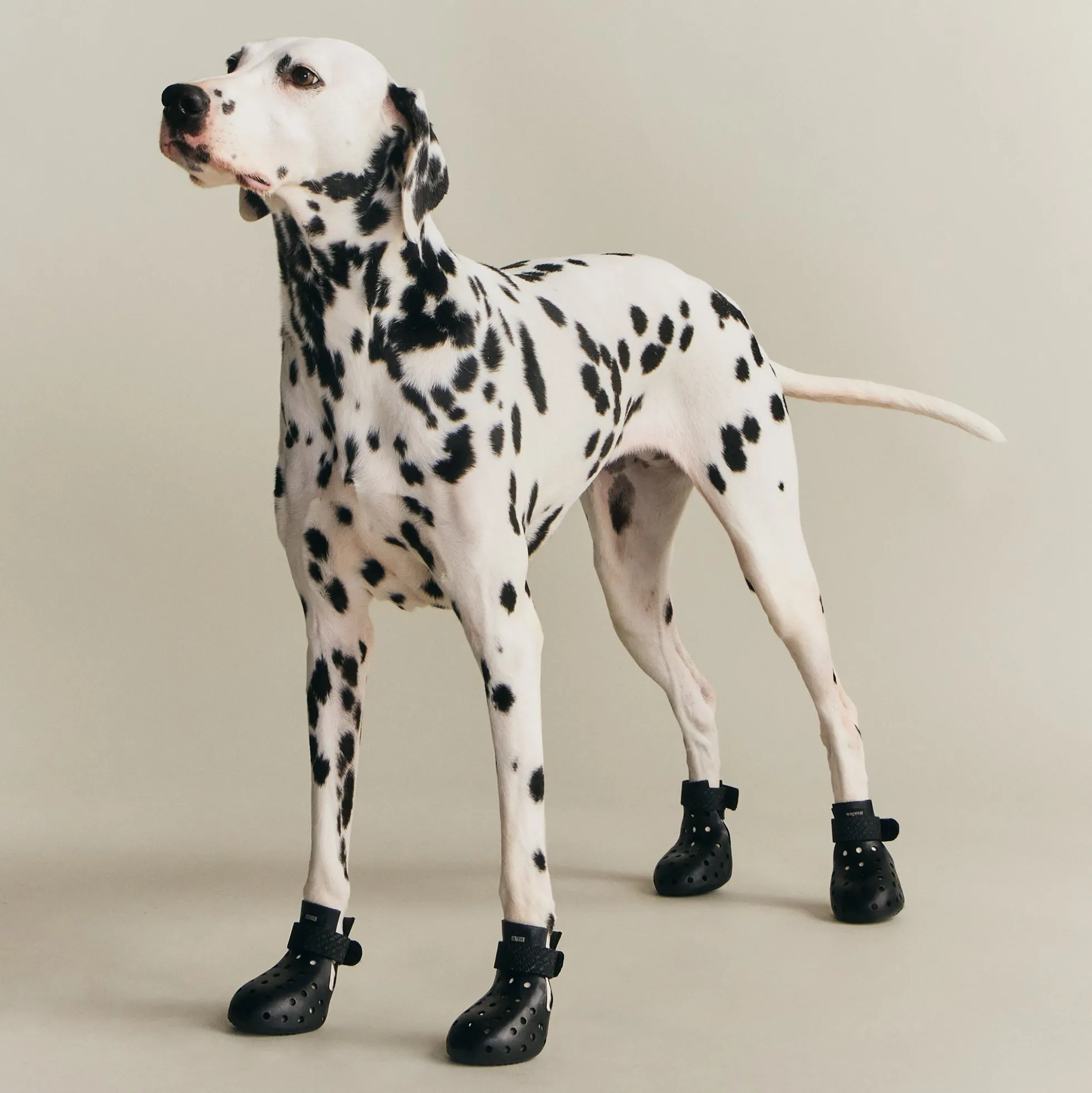 Kith for wagwear WagWellies Mojave